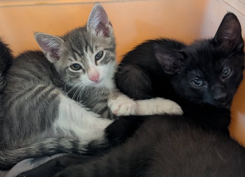 RASCAL - Domestic Short Hair / Tabby available for adoption