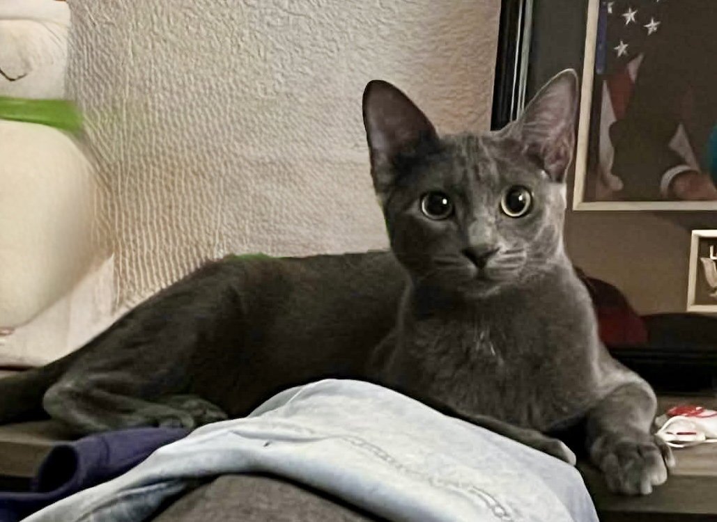 Ash Image