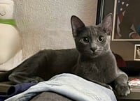 Ash - Photo 1