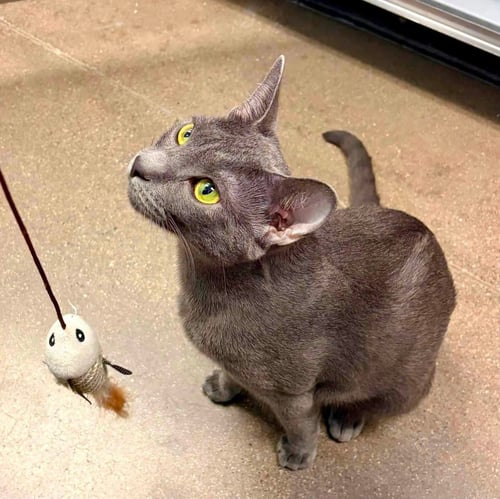 ASH - Domestic Short Hair for adoption in Phoenix