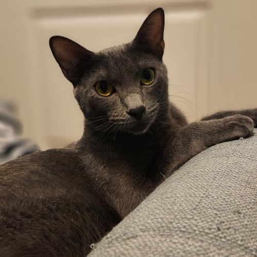 ASH - Domestic Short Hair available for adoption