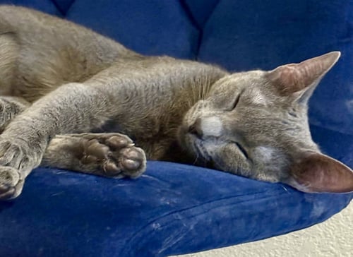 ASH - Domestic Short Hair available for adoption