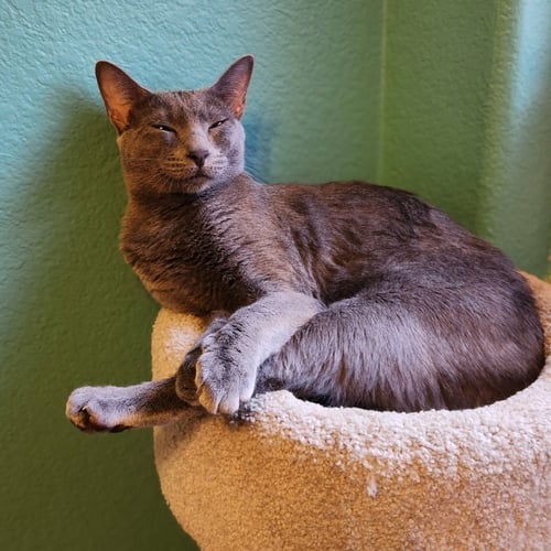 ASH - Domestic Short Hair available for adoption