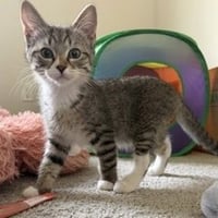 Rosie (Bonded with Chloe) - Photo 1
