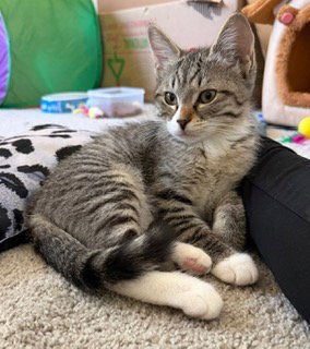 ROSIE (BONDED WITH CHLOE) - Domestic Short Hair / Tabby available for adoption