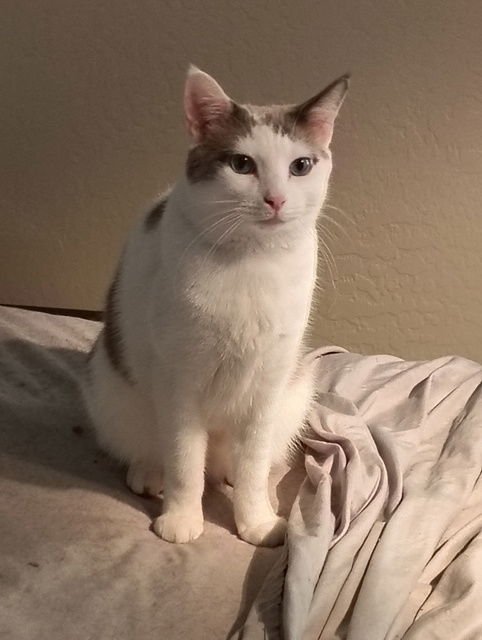 DANKE SCHÖN - Domestic Short Hair / Siamese available for adoption