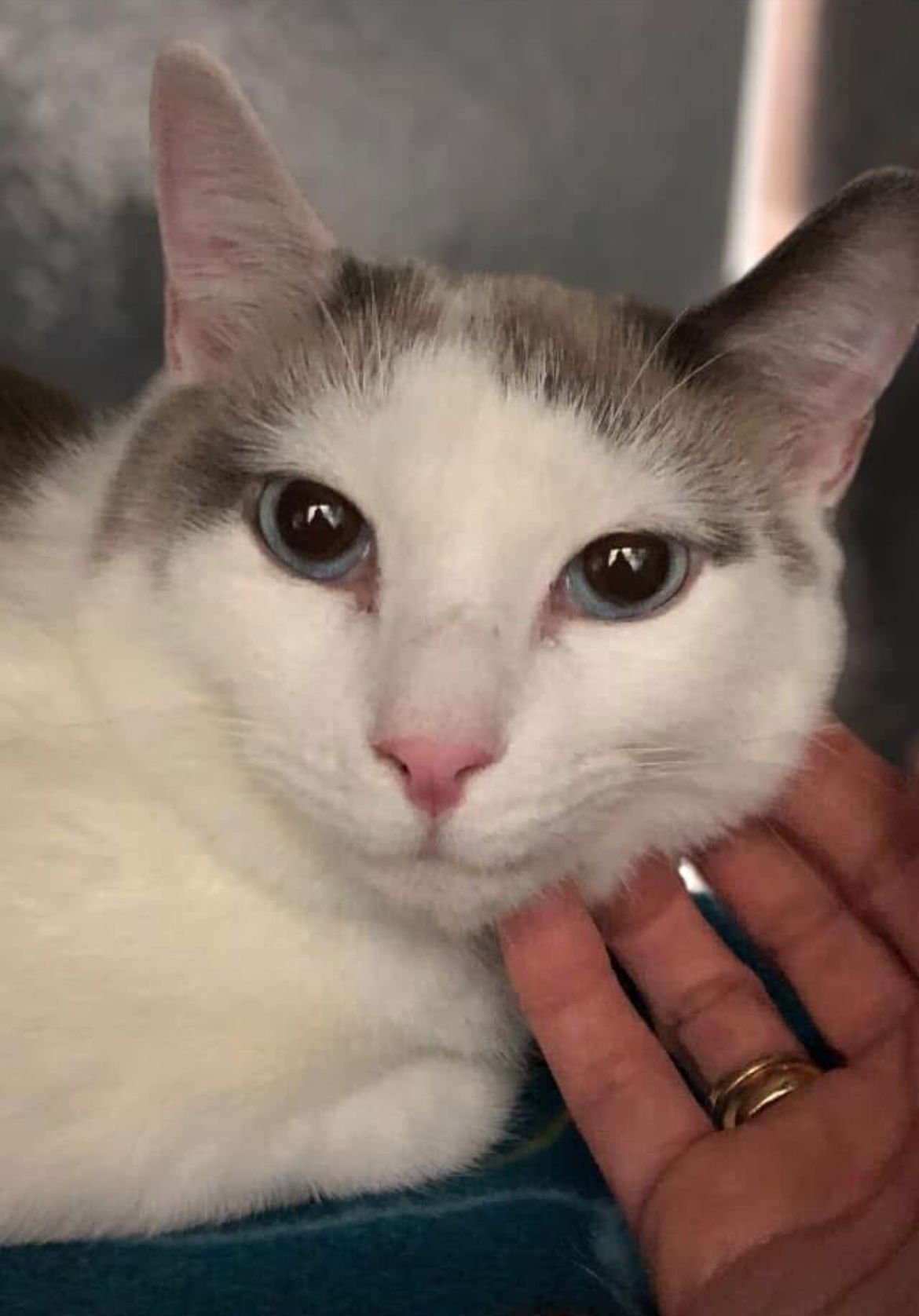 DANKE SCHÖN - Domestic Short Hair / Siamese available for adoption