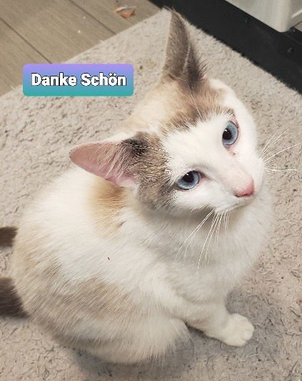 Danke Schön - Photo 3