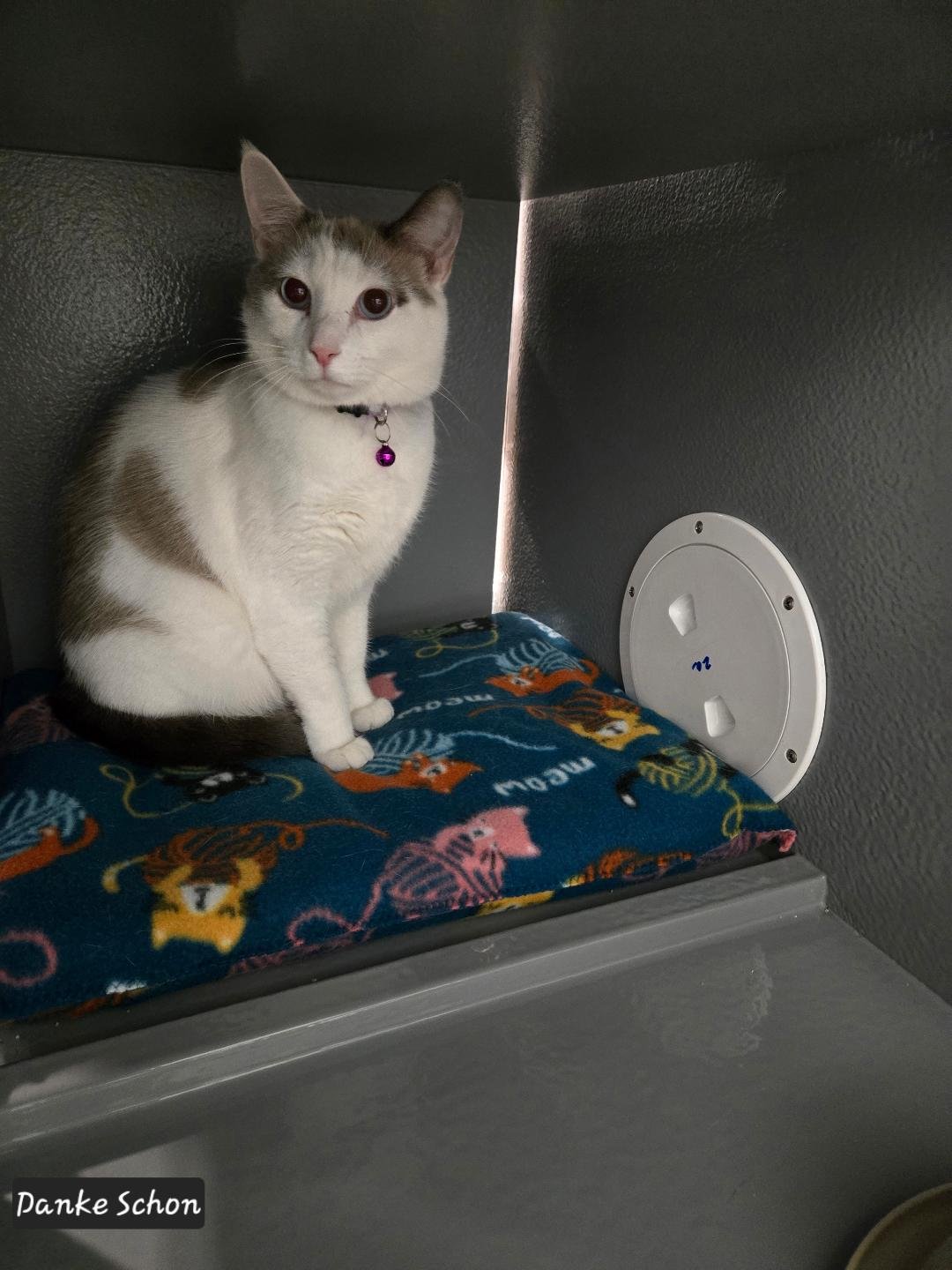 Danke Schön - Photo 5