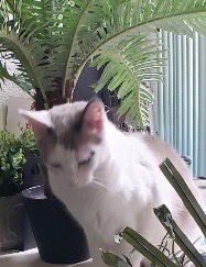 Danke Schön - Photo 6