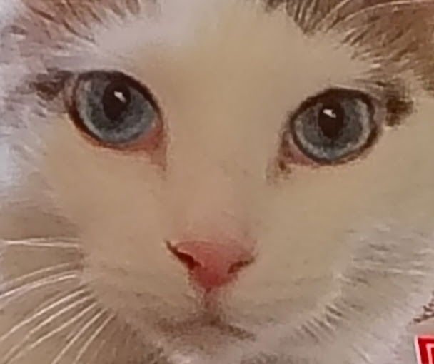 Danke Schön - Photo 7