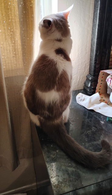 Danke Schön - Photo 8