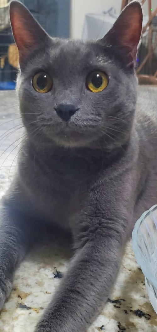 LUCKY - Domestic Short Hair available for adoption