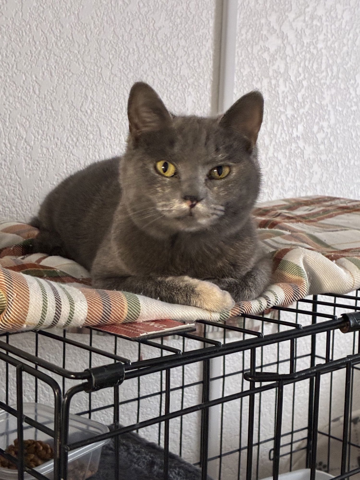 RANEY - Domestic Short Hair available for adoption