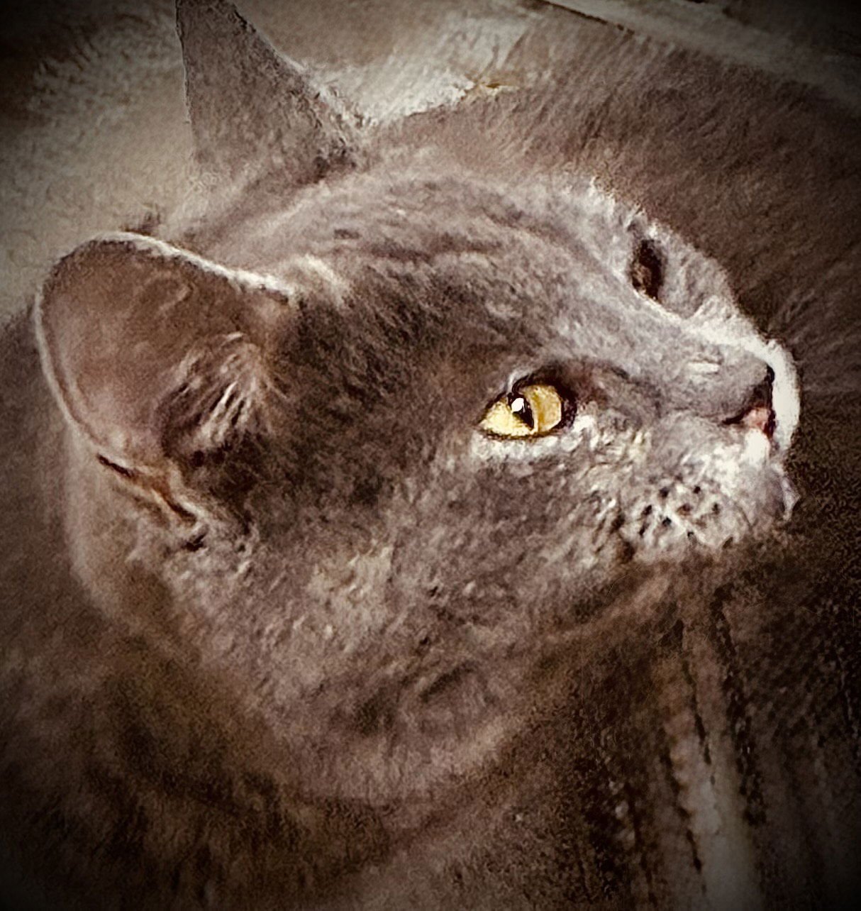 RANEY - Domestic Short Hair available for adoption