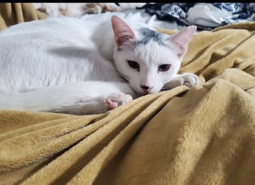 BOWIE