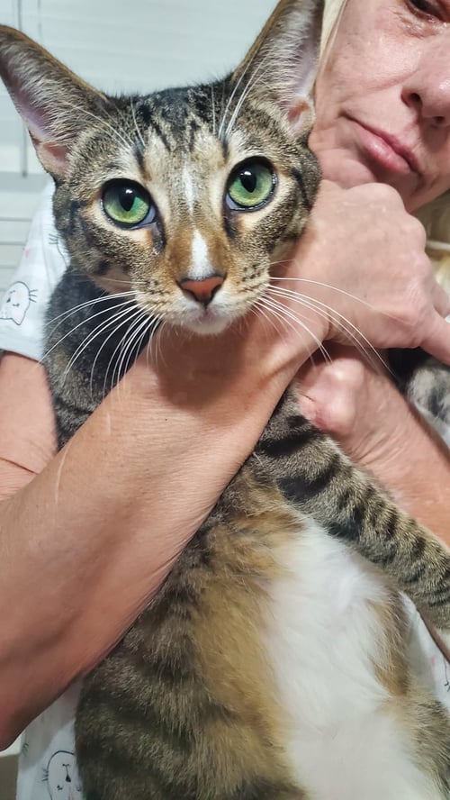 PEBBLES - Domestic Short Hair available for adoption