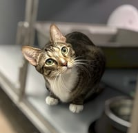 Pebbles - Photo 5