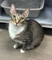 Pebbles - Photo 1