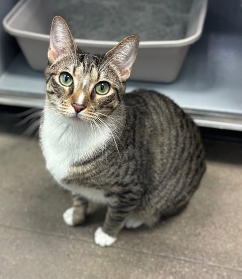 PEBBLES - Domestic Short Hair for adoption in Glendale