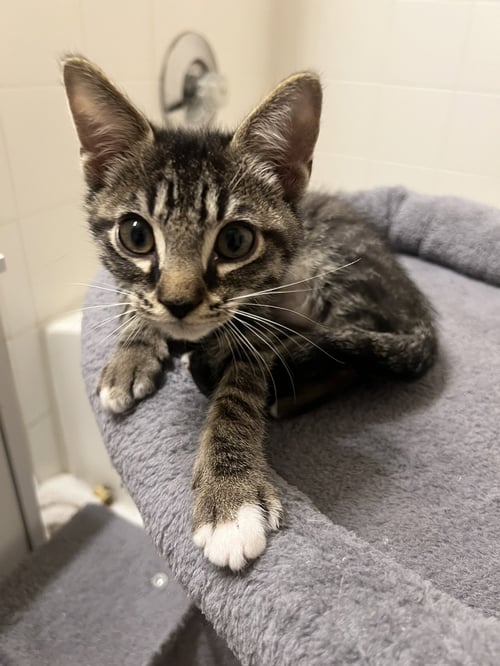 SWEET CHILI - Domestic Short Hair / Tabby available for adoption