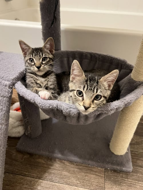 SWEET CHILI - Domestic Short Hair / Tabby available for adoption