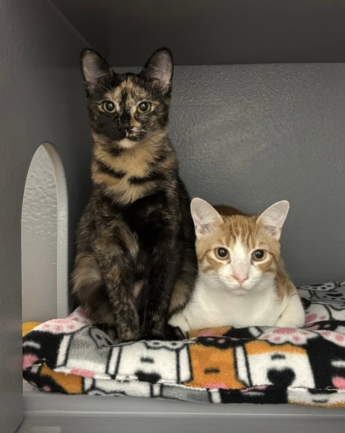 TUTI (BONDED WITH HENRY) - Domestic Short Hair for adoption in Peoria