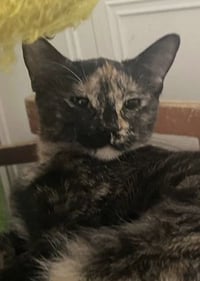 Tuti (bonded with Henry) - Photo 2