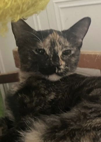 TUTI (BONDED WITH HENRY) - Domestic Short Hair available for adoption