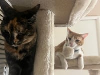 Tuti (bonded with Henry) - Photo 3