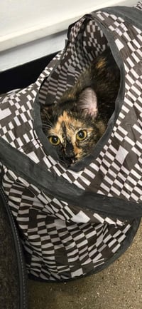 Tuti (bonded with Henry) - Photo 4