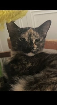 Tuti (bonded with Henry) - Photo 5