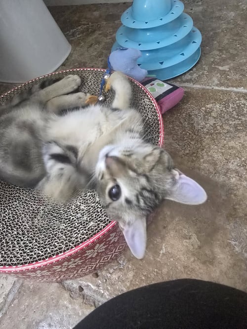 FOXY - Domestic Short Hair available for adoption