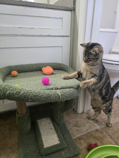 FOXY - Domestic Short Hair available for adoption