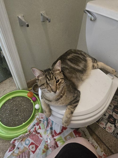 FOXY - Domestic Short Hair available for adoption