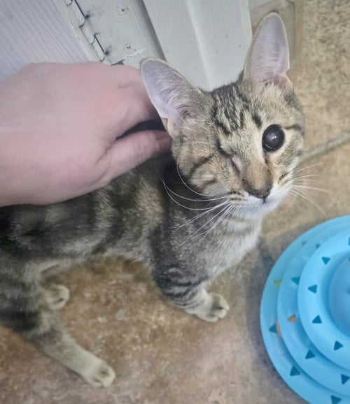 FOXY - Domestic Short Hair for adoption in Glendale