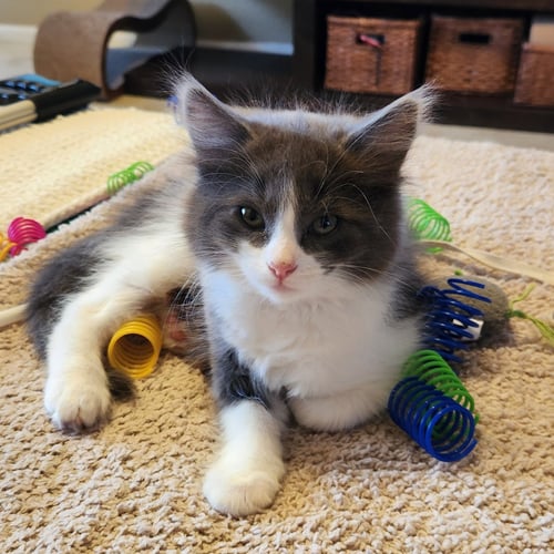 MIRA - Domestic Long Hair available for adoption