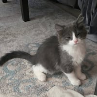 Mira - Photo 3