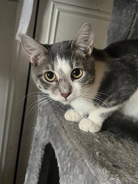 LUKE SKYWALKER - Domestic Short Hair for adoption in Phoenix