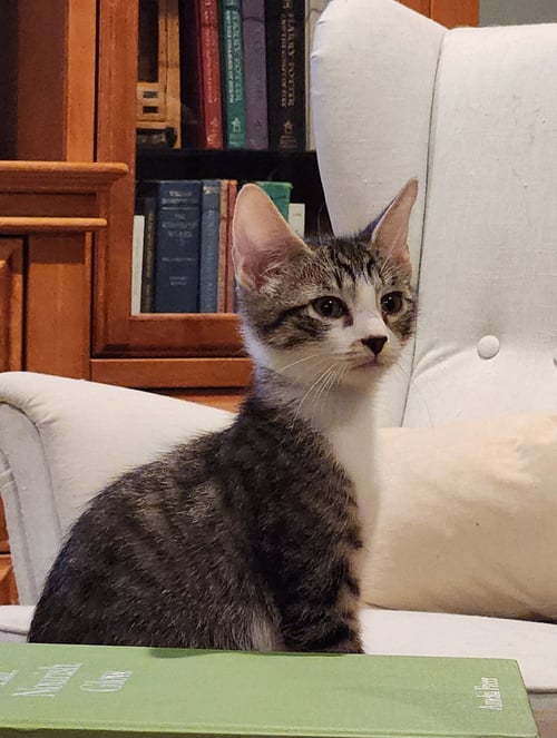 BAILEY - Domestic Short Hair available for adoption