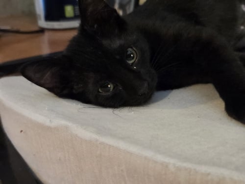 YOKO - Domestic Short Hair available for adoption