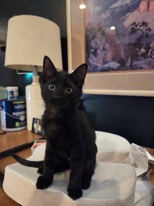 YOKO - Domestic Short Hair for adoption in Phoenix