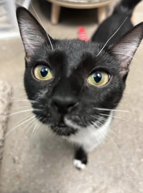 LIPSTICK - Domestic Short Hair / Tuxedo available for adoption