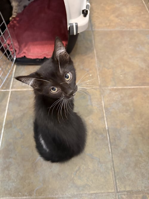 LIPSTICK - Domestic Short Hair / Tuxedo for adoption in Phoenix