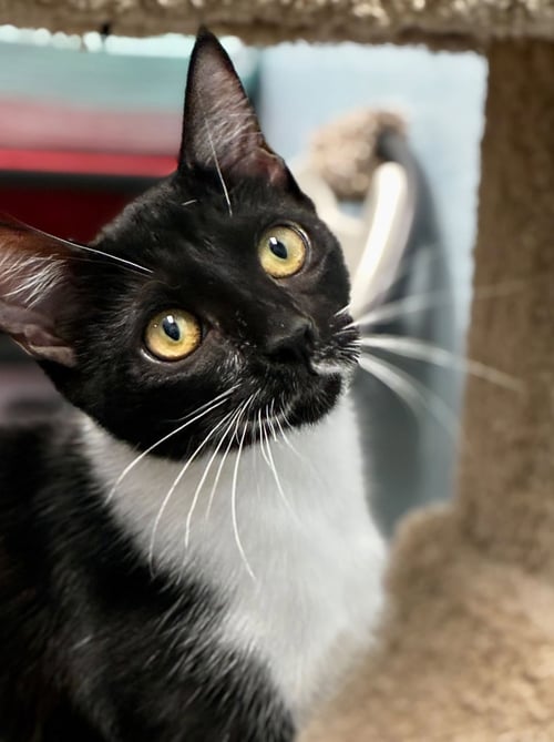 LIPSTICK - Domestic Short Hair / Tuxedo available for adoption
