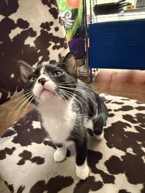 COOKIE - Domestic Medium Hair / Tuxedo for adoption in Peoria