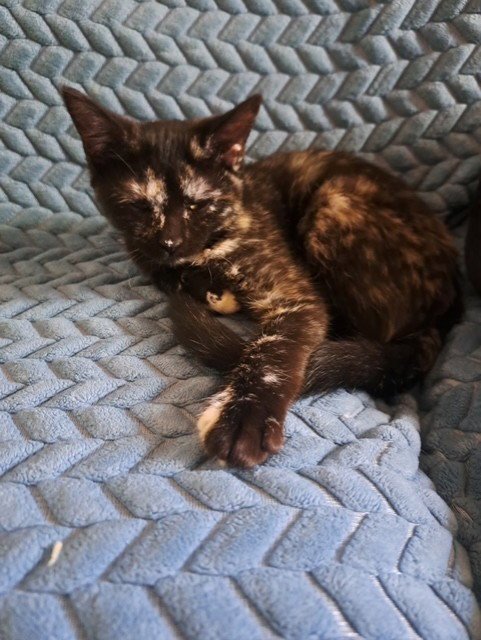 DUSK - Domestic Short Hair for adoption in Peoria