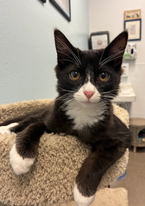 ARTHUR - Domestic Medium Hair / Tuxedo available for adoption