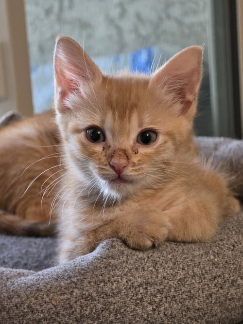 JOLENE - Domestic Short Hair / Tabby available for adoption