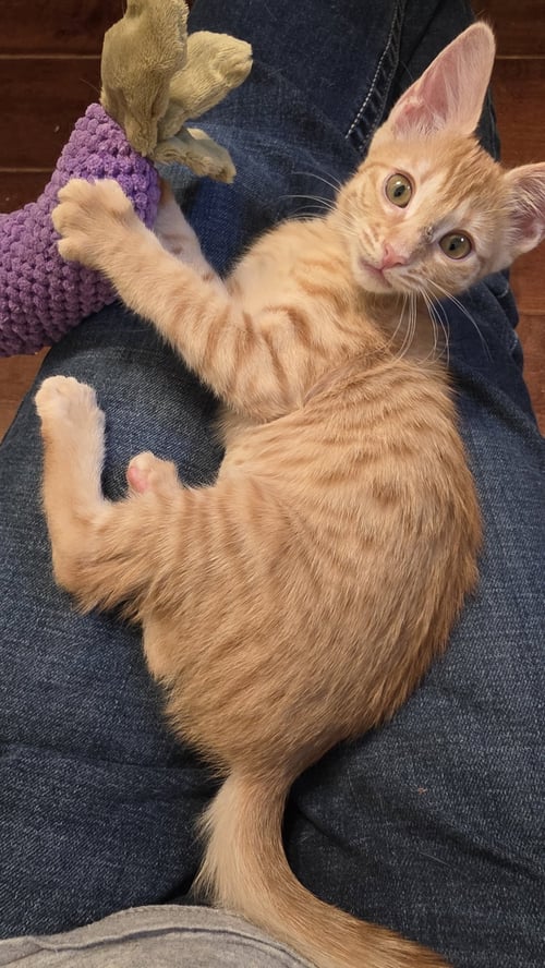 JOLENE - Domestic Short Hair / Tabby available for adoption